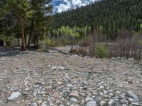 a forest is seen in this wide angle view in this photo from the bottom of the trail