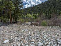 a forest is seen in this wide angle view in this photo from the bottom of the trail