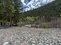 a forest is seen in this wide angle view in this photo from the bottom of the trail