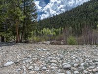 a forest is seen in this wide angle view in this photo from the bottom of the trail