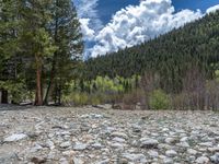 a forest is seen in this wide angle view in this photo from the bottom of the trail