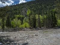 a forest is seen in this wide angle view in this photo from the bottom of the trail