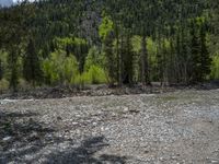 a forest is seen in this wide angle view in this photo from the bottom of the trail