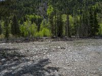 a forest is seen in this wide angle view in this photo from the bottom of the trail