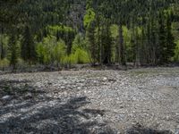 a forest is seen in this wide angle view in this photo from the bottom of the trail