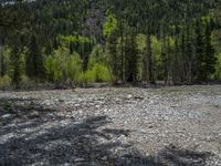 a forest is seen in this wide angle view in this photo from the bottom of the trail