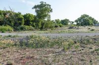 a vacant land next to a forest filled with trees and grass next to bushes and trees