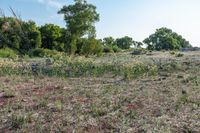 a vacant land next to a forest filled with trees and grass next to bushes and trees