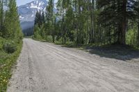 Colorado Wilderness: Dirt Road Through Mountain Forest