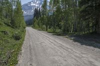 Colorado Wilderness: Dirt Road Through Mountain Forest