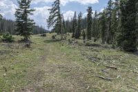 Colorado Wilderness: A Lodgepole Pine Forest