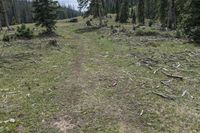 Colorado Wilderness: A Lodgepole Pine Forest