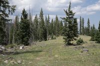 a person riding a horse on a trail in the mountains near pine trees and rock