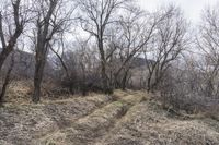 Exploring Colorado Wilderness: Road Dirt Trail