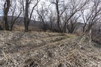 Exploring Colorado Wilderness: Road Dirt Trail