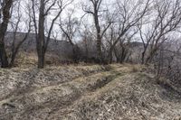 Exploring Colorado Wilderness: Road Dirt Trail