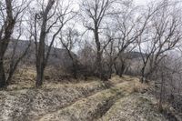 Exploring Colorado Wilderness: Road Dirt Trail