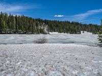 Winter Road in Colorado: Snow and Trees