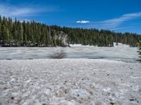 Winter Road in Colorado: Snow and Trees