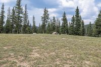 a couple of horses laying down in a field next to some pine trees and rocks