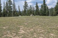 a couple of horses laying down in a field next to some pine trees and rocks