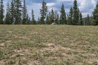 a couple of horses laying down in a field next to some pine trees and rocks