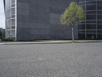 a very tall and empty tree by a tall building and street corner with trees in the middle