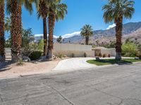 a palm tree sits next to a wall and driveway in front of some tall palm trees