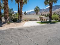 a palm tree sits next to a wall and driveway in front of some tall palm trees