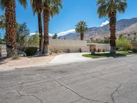 a palm tree sits next to a wall and driveway in front of some tall palm trees