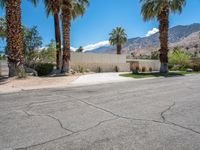 a palm tree sits next to a wall and driveway in front of some tall palm trees