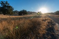 a country road on a sunny day with sun setting in the distance and some trees and grass