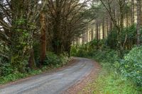 a country road with trees and brush to the side, surrounded by vegetation and leaves