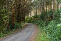 a country road with trees and brush to the side, surrounded by vegetation and leaves