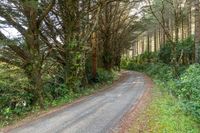 a country road with trees and brush to the side, surrounded by vegetation and leaves