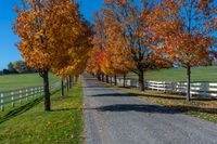 a country road with a wooden fence along side with white wooden fences and fall leaves all around