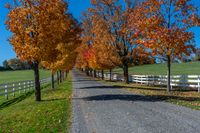 a country road with a wooden fence along side with white wooden fences and fall leaves all around