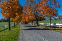 a country road with a wooden fence along side with white wooden fences and fall leaves all around