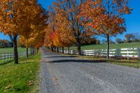 a country road with a wooden fence along side with white wooden fences and fall leaves all around