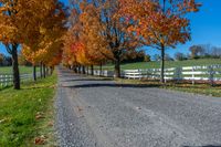 a country road with a wooden fence along side with white wooden fences and fall leaves all around