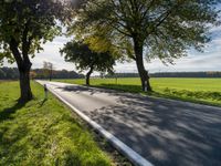 a country road that has three trees at the end of it, along with grass and a grassy area