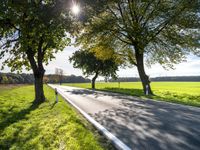 a country road that has three trees at the end of it, along with grass and a grassy area