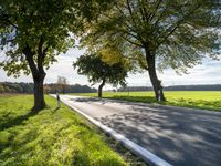 a country road that has three trees at the end of it, along with grass and a grassy area