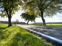 a country road that has three trees at the end of it, along with grass and a grassy area