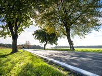 a country road that has three trees at the end of it, along with grass and a grassy area