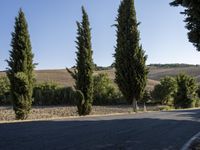 a group of trees line the road by a country road, along with some rolling hills in the background