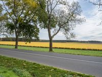 two large trees on each side of a country road in front of yellow fields with grass