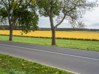 two large trees on each side of a country road in front of yellow fields with grass