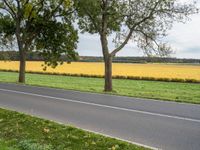 two large trees on each side of a country road in front of yellow fields with grass