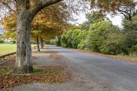 Countryside Asphalt Road through Deciduous Trees